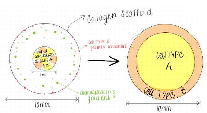 Cellular Bioengineering Research
